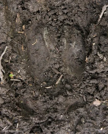 Tracks of one of the members of the South Selkirks herd which travel back and forth across the USA-Canada border.