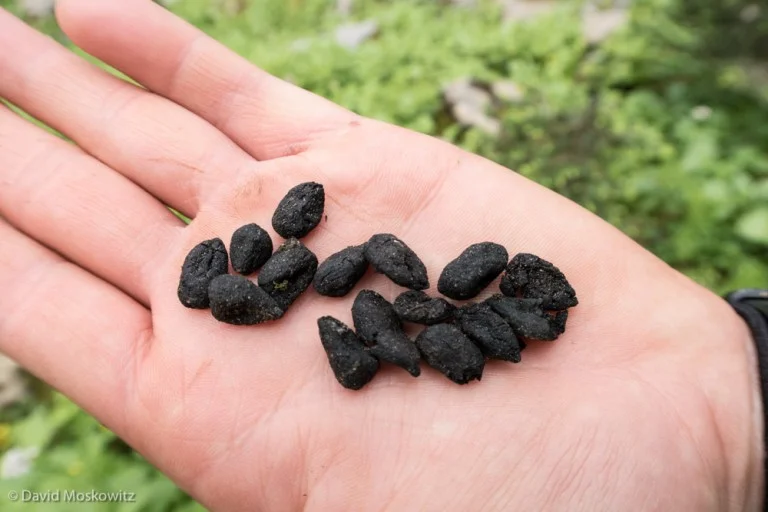 The closest I came to caribou on my excursion–some old scats found while out exploring.