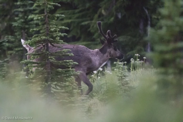 Early one morning, close to first light, I caught my first glimpse of a mountain caribou, a bull with antlers in velvet. Female caribou also have antlers, though smaller than the males, another unique feature of this species.