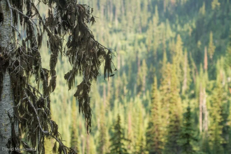 Black tree lichen on a subalpine fir, the chief food item in the winter diet of mountain caribou.