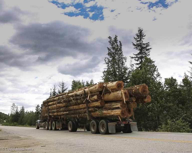 Log truck carrying old-growth cedar trees out of caribou country.