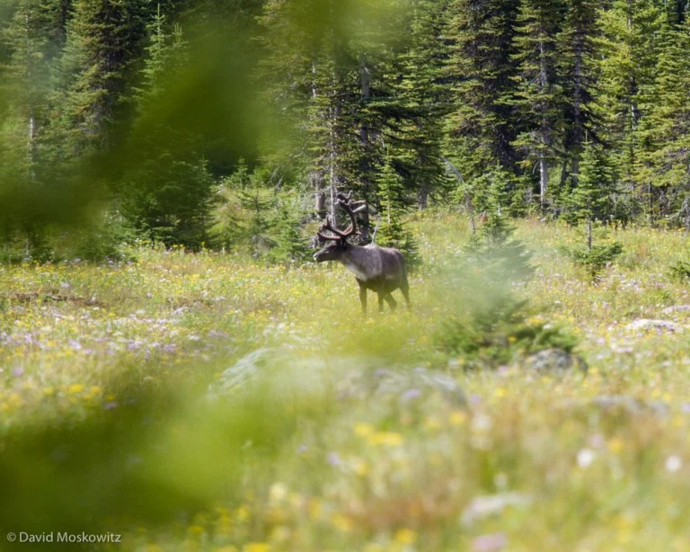 The survival of mountain caribou is not at all assured across much of their range. In the weeks and months to come I will continue to be researching this topic, planning future trips back to caribou country, collaborating with conservation organizations to help get the word out about this pressing conservation topic. Stay tuned!