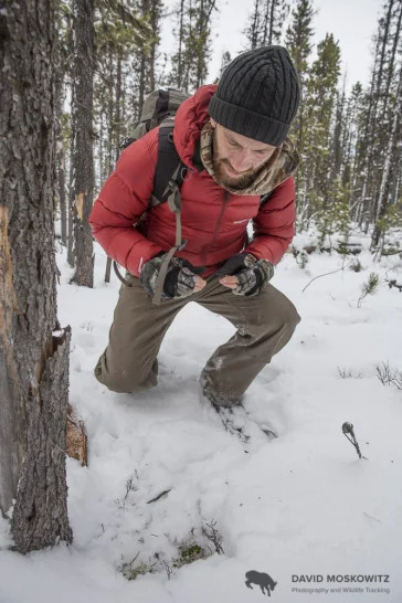 Marcus Reynerson inspecting where a caribou dug through the shallow fall snow to access forage, in this case terrestrial lichens.