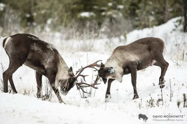 Two bull’s from the Kennedy Siding herd sparing.