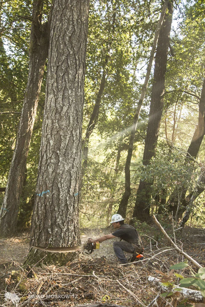 Perhaps the most dangerous time for felling large trees, as the tree begins to lean as the back cut approaches the face cut. Josh prepares to step away quickly.