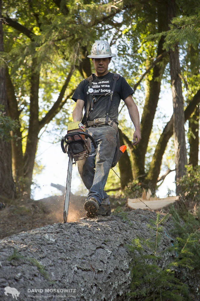 Running the saw blade down the trunk to save the energy of having to carry it. Behind him, Josh is running out a tape measure to determine where to section the trunk.