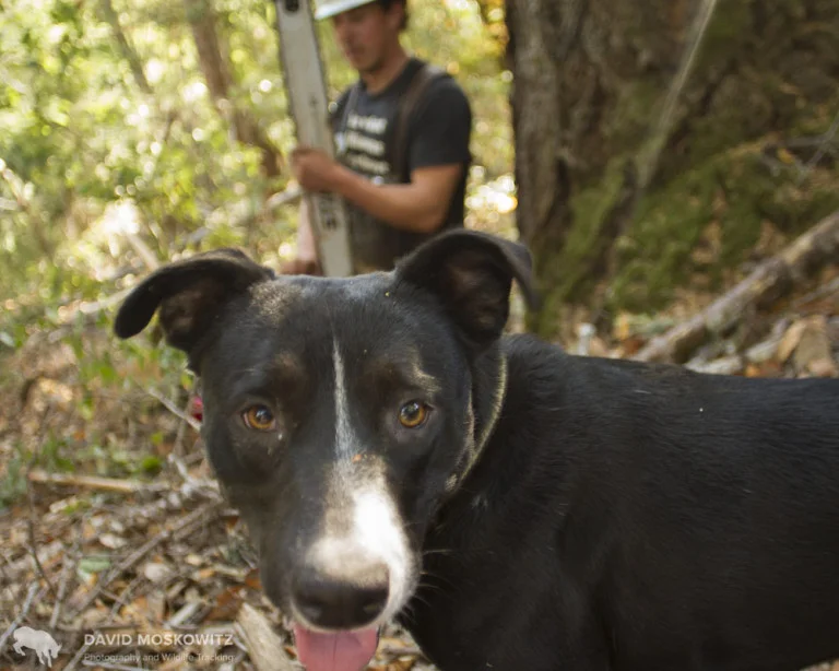 Josh's dog Sis wanders the woods during the day while Josh fells trees.