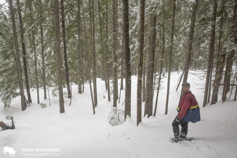 Kevin Bollefer, the operations forester for the Revelstoke Community Forest Corporation snowshoeing through one of the stands the corporation has recently harvested in. Kevin and the Community Forest are working on ways to carry out economically viable timber harvest which minimize impacts on caribou. He explained that this is easier to do in locations with high value timber. Locations where the value of the trees is less means that clearcuts are often the only viable option for logging, a result of a combination of market forces and British Columbia’s forest management regime.