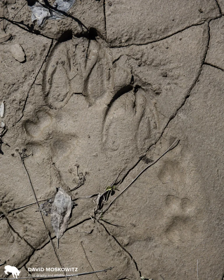 Another story in footprints. The tracks of a moose, a wolf, and a mountain lion. Moose populations, driven by logging, drive predator populations which in turn affect endangered caribou, leaving a tangled web of ecological relationships tricker to pick apart than these maze of footprints the animals themselves leave behind.