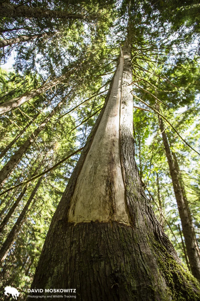 A recent cedar bark harvest. Traditional harvesting methods dictate how to harvest bark and how much should be taken from any particular tree in order to protect the overall integrity of the tree. The scar from such bark pulls can last for hundreds of years on these long living trees, a reminder of the long standing relationship between people and cedar trees in the Pacific Northwest.
