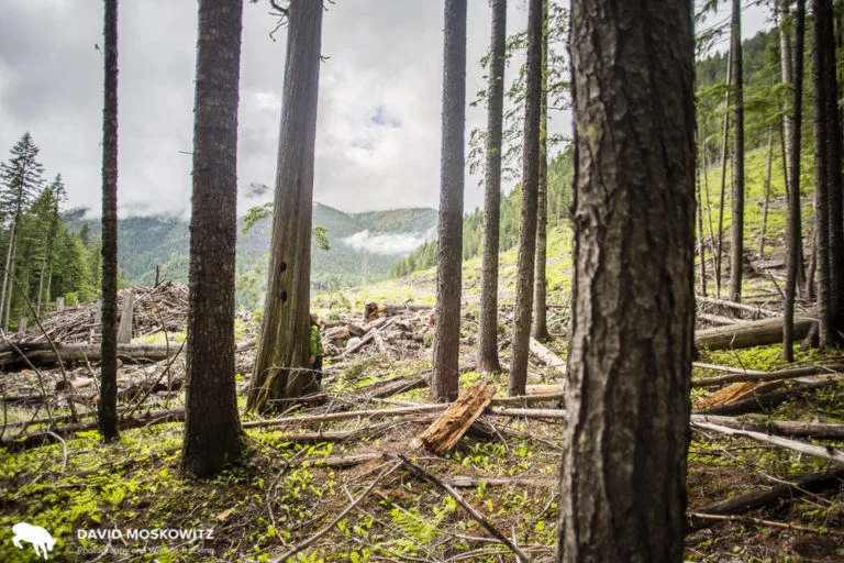 “The cedar tree is also a healing tree, healing to the soul and the heart. I have been told that just to stand with your back against a cedar tree will give you strength. I have found this to be true” says Kim Shelton, here seen doing just that on a cedar tree on the edge of a recent cutblock in the BC Selkirk Mountains.