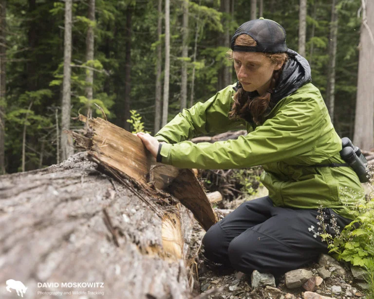 Kim Shelton inspects the bark of a cedar tree which was cut and left in a cut block on public lands in mountain caribou habitat in the southern Selkirks of British Columbia.