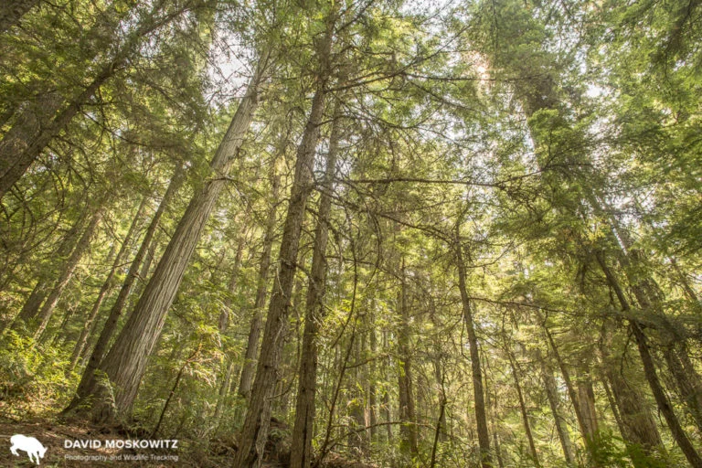 A rare stand of middle elevation old growth cedar-hemlock forest in the Southern Selkirks. This forest is protected within the Nature Conservancy of Canada’s Dark Woods Preserve, set up specifically to protect mountain caribou habitat.