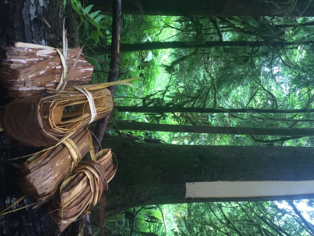 Cedar bark carefully harvested from a young cedar tree (seen in the background) in Washington State by Kim Shelton. Photo by Kim Shelton.
