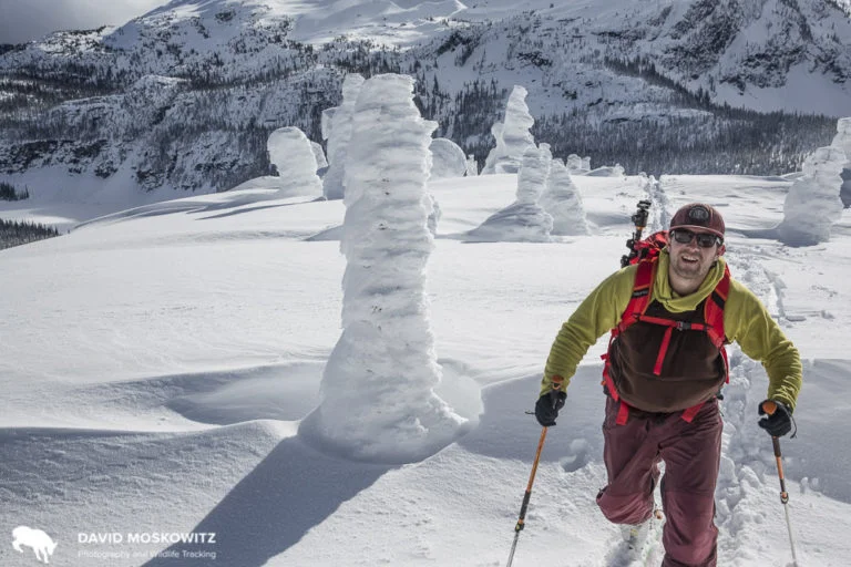 Colin Arisman skinning up through treeline in the Columbia Mountains in February 2016 on a multiday backcountry tour in the winter range for the North Columbia herd.