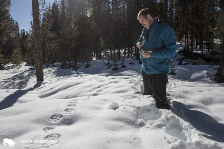 Cody inspecting the fresh trail of a wolverine in Montana.