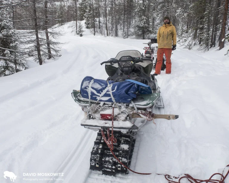 Anything unusual about this snowmobile packing job? Researchers in Idaho and Montana are using beaver carcasses or deer legs as attractants to lure rare carnivores like Canada lynx and wolverines to bait stations set up with hair snagging devises to collect genetic samples from animals without ever having to see or handle the animals. I’ve been hitching a ride out into the field with researchers and setting up my camera traps adjacent to their bait stations.