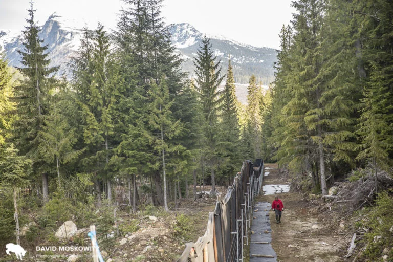 Wildlife monitor Lenny Edwards, member of the Splatsin First Nation, walking the outside perimeter of the maternity pen north of Revelstoke BC.