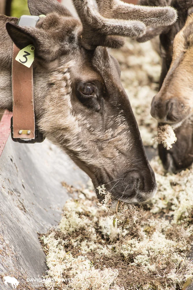 Volunteers with the Selkirks Conservation Alliance are hard at work collecting arboreal lichens to feed the caribou in the maternity pen next spring, like these caribou in the Kline-sa pen further north.