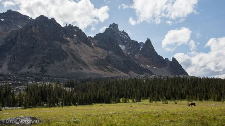 The Tonquin Valley, accessible only by trail, and completely contained within Jasper National Park, is home to the largest remaining concentration of caribou in the park but even here caribou numbers are declining rapidly.