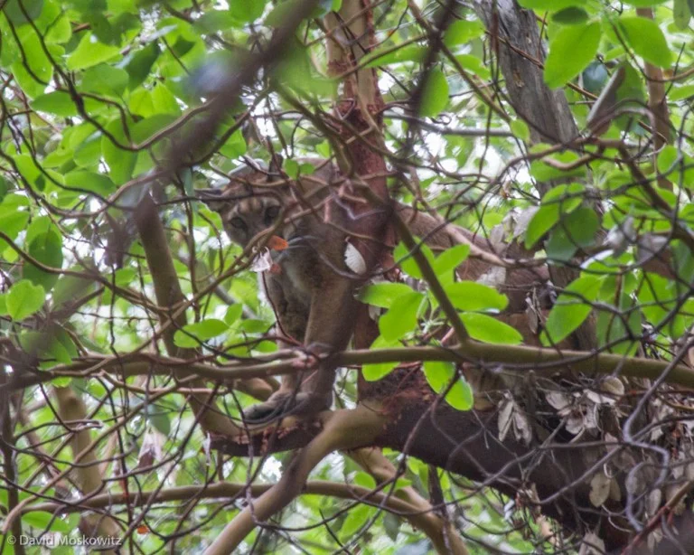 Treed mountain lion in a Pacific madrone tree.