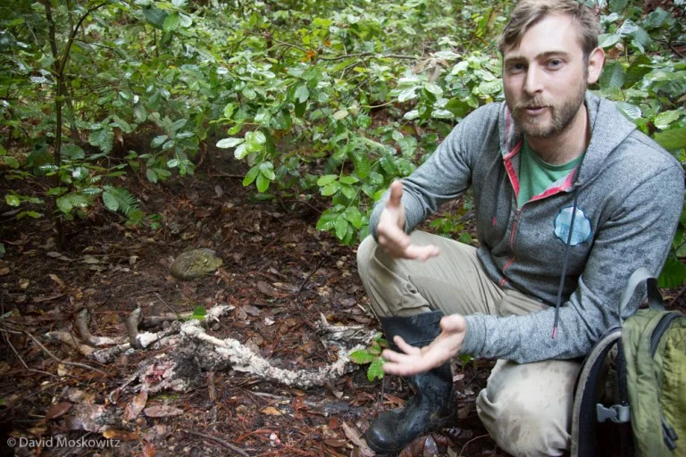 One big question that the project is studying is about the diet of mountain lions and specifically where on the landscape they are hunting in relationship to various habitat types and levels of human presence on the landscape. Here field technician Chris Fust has used information from a collared cat to discover the remains of a deer killed by the mountain lion.