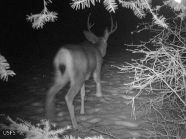 A mule deer buck captured on a Forest Service camera set by Ray Robertson and I in a location we had found tracks of wolves.