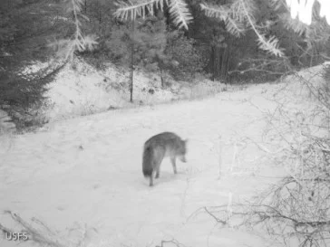 Several weeks later, this coyote was captured at the same location, identified by its more slender build and narrow snout.