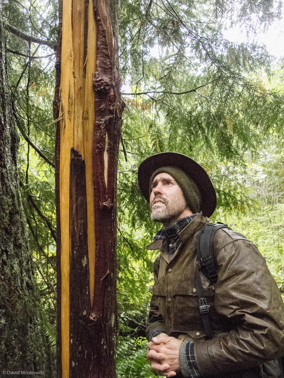 Garth Oldman inspects the work of a black bear who bit and ripped the bark off of this western red cedar tree. Such activity is typical scent marking behavior of bears. Oregon Coast Range.