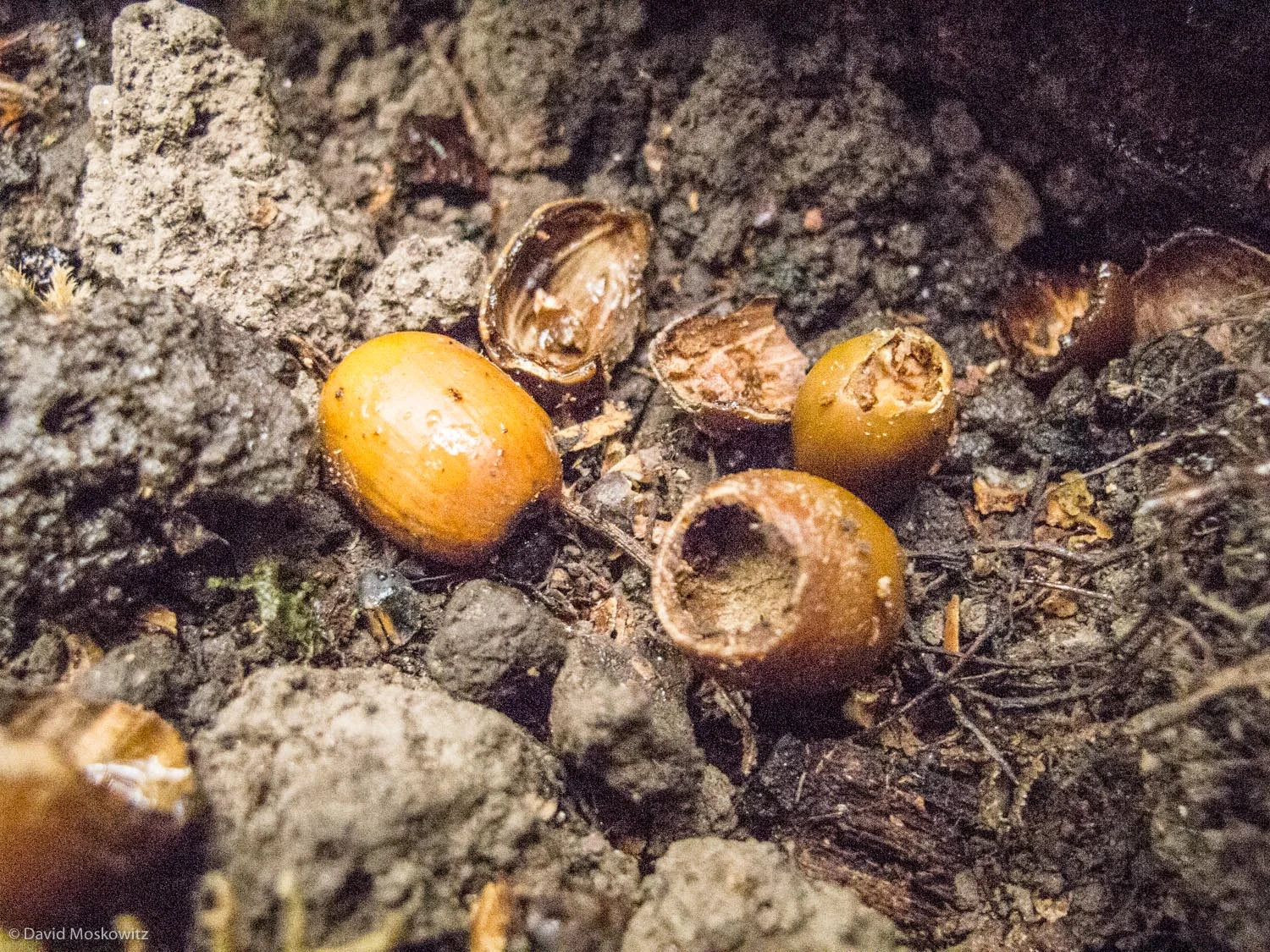 The distinctive circular opening and fine toothmarks of a deer mouse feeding on Oregon white oak (Quercus garryana) acorns. Found in a space under a fallen log along the Columbia River, downstream from Portland Oregon.