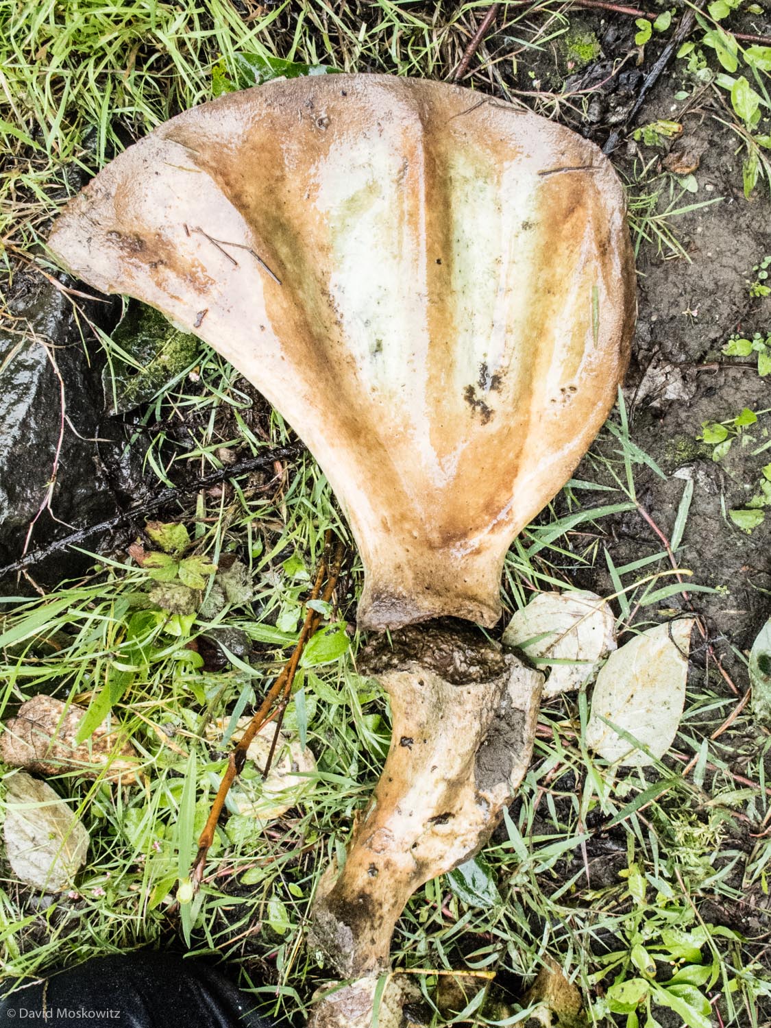 The scapula and humerus of a male sea lion found on Deer Island in the Columbia River. Male sea lions swim up the Columbia River to feed on salmon where they converge at fish passages below the first dam on the river.