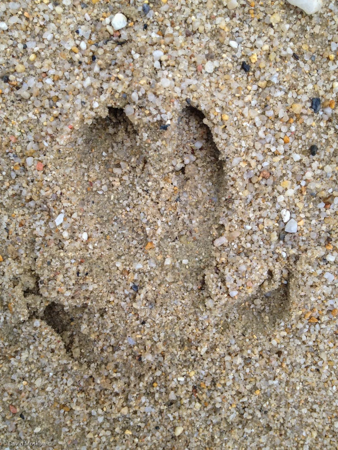 Footprint of a wild boar (Sus scrofa). Eastern Germany.
