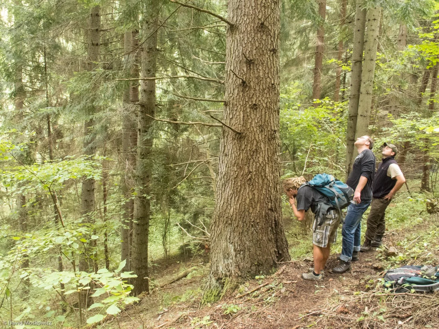 Participants in a Track and Sign Certification Event in the Liptovsky region of Slovakia inspect sign left by a brown bear (Ursus arctos) climbing a large tree.