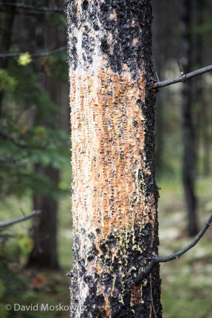 This distinctive pattern on a lodgepole pine is the work of a red-napped sapsucker which drills into the bark to get the tree to exude sap. This sap attracts insects which the sapsucker returns to feed on. Jasper National Park, Alberta.