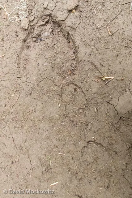 Tracks of a cow elk (above) and her young calf (below) found on a forest road during the evaluation.
