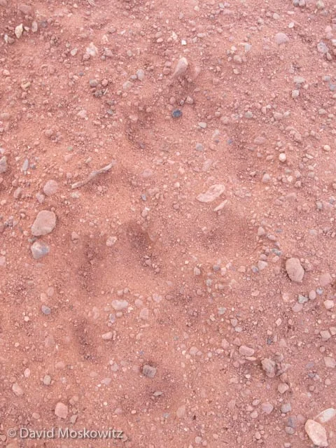 These tracks of a kit fox in dust where one of the first questions during the evaluation. Their small size, very slender shape of the hind foot and diminutive size of the metatarsal pads differentiate these tracks from those of a grey fox.