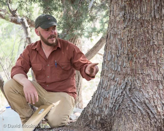 Local expert Matt Monjello, seen here discussing sapsucker feeding sign left on a juniper tree, organized and assisted with the evaluation.