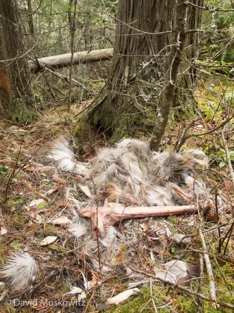 The evaluation included a number of questions about the remains of a white-tailed deer which had been consumed by wolves.