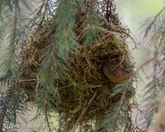 A Pacific wren peers out from the entrance at the side of its nest. Olympic National Park.