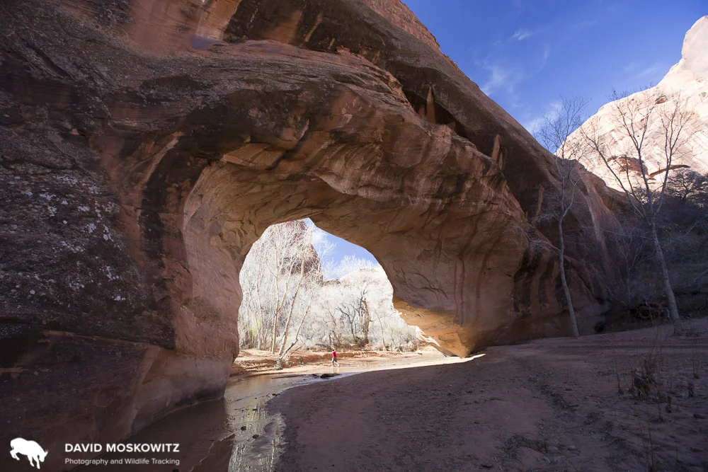 Darcy Ottey hopes across the stream running through Coyote Natural Bridge in Coyote Gulch, Grand Staircase-Escalante National Monument.