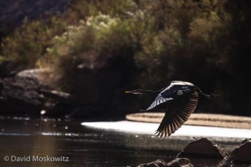 A great blue heron takes flight along the Colorado River. Grand Canyon, Arizona.