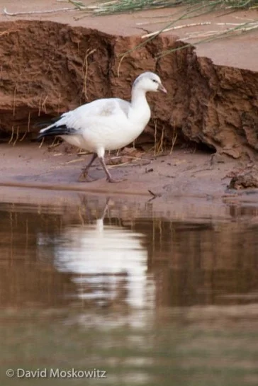 Ross’s x Snow goose hybrid. We saw a single pair on the river. They had probably stopped during their southern fall migration.