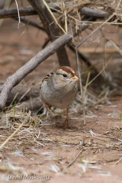 A first winter white-crowned sparrow. Grand Canyon, Arizona.