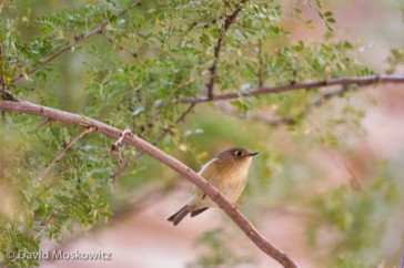 Patience and careful observation revealed this ruby-crowned kinglet in the brush up a side canyon. Grand Canyon, Arizona.