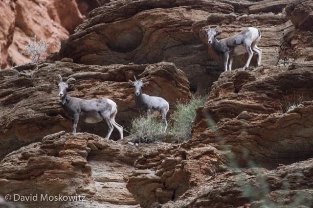A group of bighorn sheep ewes in Tuckup Canyon, a tributary to the Colorado River in the Grand Canyon, Arizona.