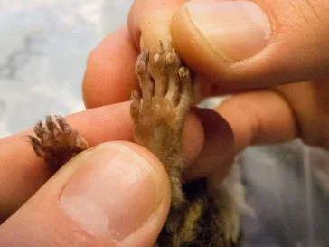 The left hind foot of a frozen northern flying squirrel (Glaucomys sabrinus) from the Burke Museum’s Mammalogy Collection. Note that toe 5 is nearly as long as toes 2-4, while toe 1 is distinctly shorter.