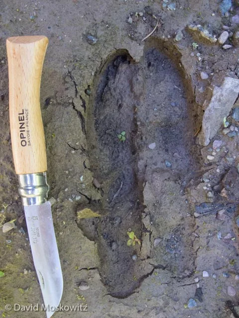 Tracks of a European Red deer (Cervus elaphus).