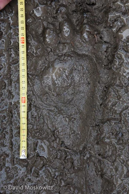 The right hind track of a European Brown Bear (Ursus arctos).