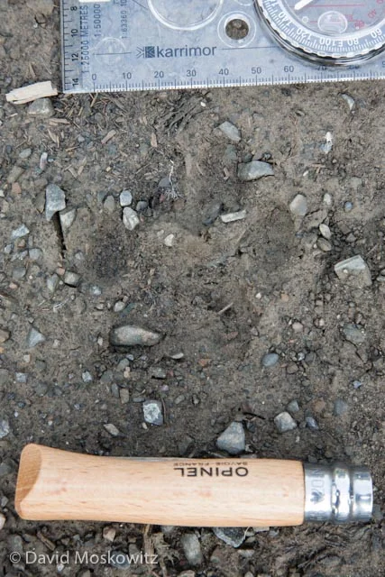 European lynx (Lynx lynx) track. Tatra Mountans, Slovakia.
