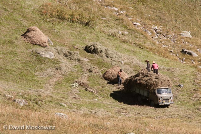 Hay mounds are eventually collected and loaded onto either trucks or wooden sleds pulled by cattle to be hauled into the village.